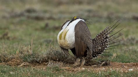 Greater Sage-Grouse | Audubon Field Guide