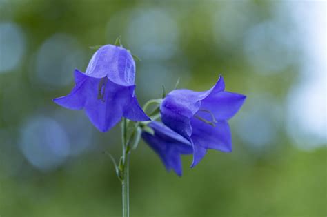 101 Things That Are Blue In Nature Visual List