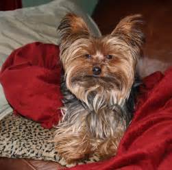 Miniature Yorkshire Terrier Time For A Yorkie Haircut