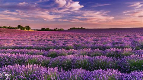 Lavender Fields In Provence France Photographe En Provence