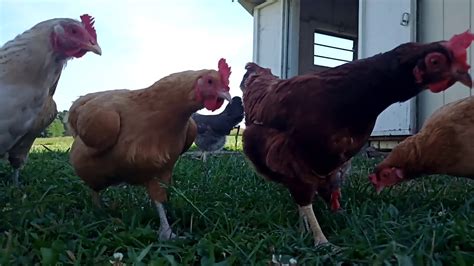 Barnyard Chickens Youtube