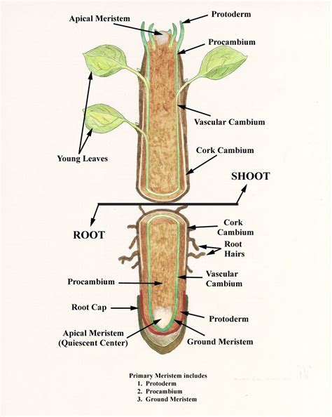 Internal Structure Of Root Biology Notes Research Poster Plant Roots