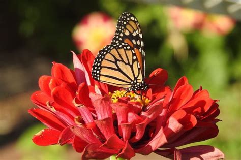 Monarch Butterfly Flowers You Should Grow Birds And Blooms