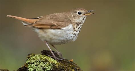Hermit Thrush Identification All About Birds Cornell Lab Of Ornithology