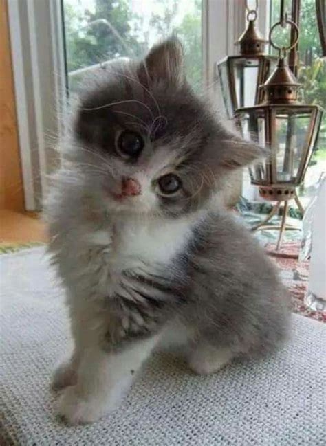 ♛pinterest Savvanapetrou♛ Cute Kittens Kittens And Puppies Fluffy