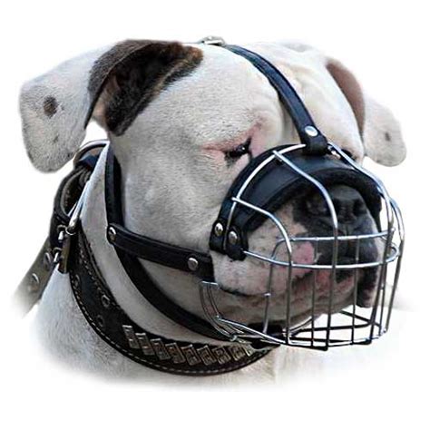 The loose skin of the head, furrowed brow, pushed Bullmastiff Big Wire Basket Dog Muzzle [M4###1029 Light ...