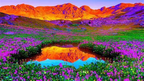 The Beautiful Purple Flowers Field Hd Wallpapers