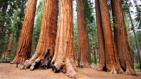 Sequoia And Kings Canyon National Parks In California Uk