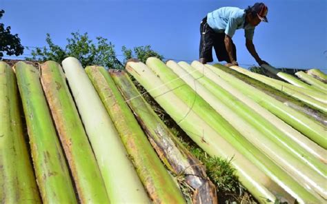 Manfaat Batang Pisang Bernilai Ekonomi Tinggi Dan Baik Untuk Kesehatan