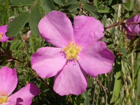 Rosa Woodsii Is A Bushy Shrub Which Grows Up To Three Meters Tall Pink