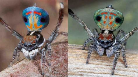 descubren en australia siete especies nuevas de las ‘arañas más bonitas del mundo