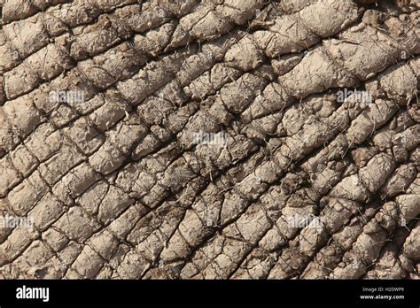 African Elephant Skin Stock Photo Alamy
