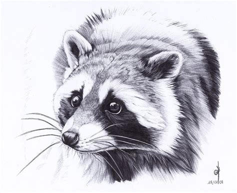 Raccoon By Maiwenn Raccoon Drawing Raccoon Tattoo Raccoon Art