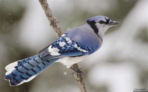 More Snow! | Joey's Blog