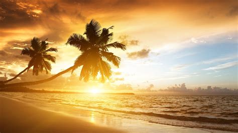 Die 72 Besten Palmen Hintergrundbilder