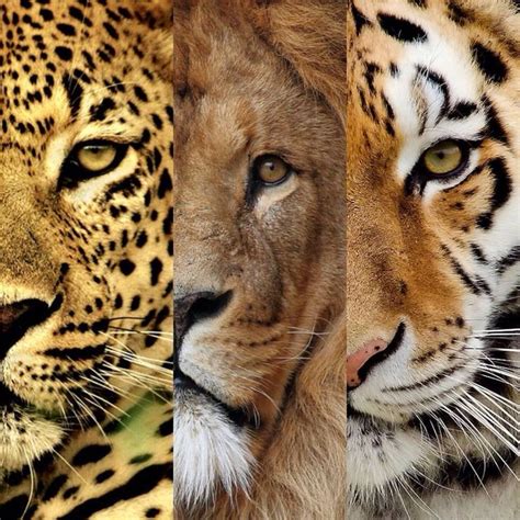 The Face Of Beauty Big Cats Cats Cats And Kittens
