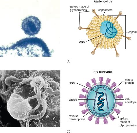 61 Viruses Biology Libretexts