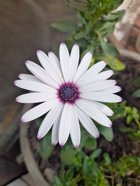 African Daisy Flower White Free Photo On Pixabay Pixabay