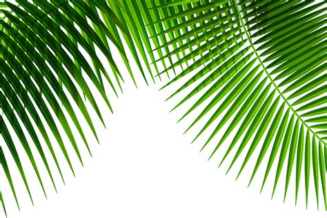 Palm Leaf Png Image Palm Leaf Palm Leaf Clipart Leaf