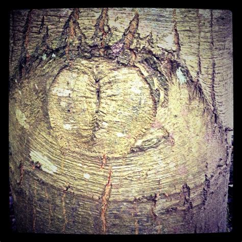The Art Of Tree Eye