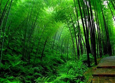 Green Bamboo Forest Wallpapers Wallpaper Cave