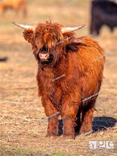 Highland Cattle Calf In The Lauwersmeer National Park In The