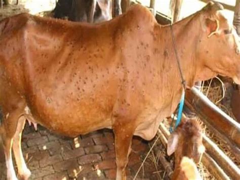 Gurugram 93 Cattle Die Of Lumpy Skin Disease 890 Infections Found