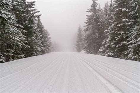 A Snow Covered Road Through A Mountains Pine Forest Stock Image Image