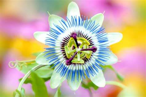 Passion Flower Description Species Symbolism And Facts Britannica