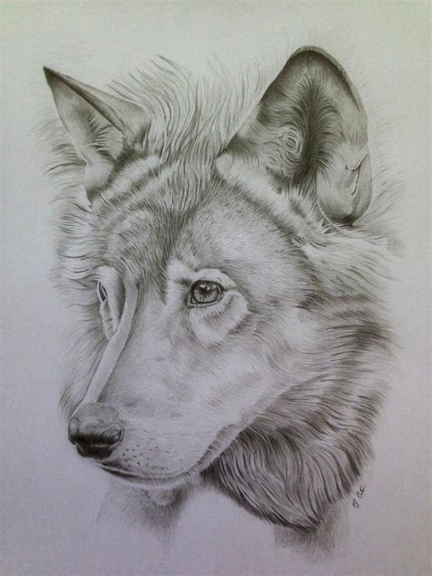 Wolf Pencil Portrait 2 By Ned The Hat On Deviantart Comment Dessiner