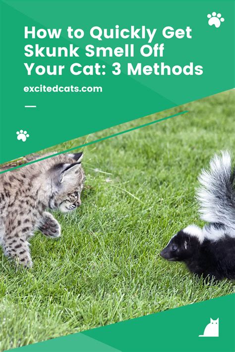 How to Quickly Get Skunk Smell Off Your Cat: 3 Methods | Skunk smell