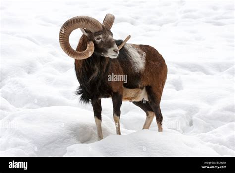 European Mouflon In Snow Ovis Ammon Musimon Stock Photo Alamy