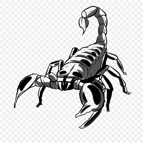 Scorpion Clipart Black And White