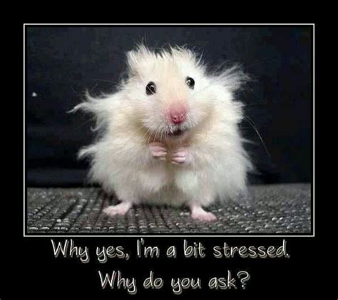 Stress With Images Funny Animal Pictures Animals Funny Animals