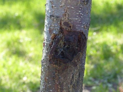 How To Deal With Bacterial Canker In Cherry Trees Prune Fruit Pruning