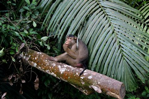 Free Stock Photo Of Animal Photography Jungle Monkey