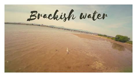 Brackish Water Youtube