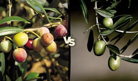 aceite picual vs arbequina 【 diferencias ente ambos