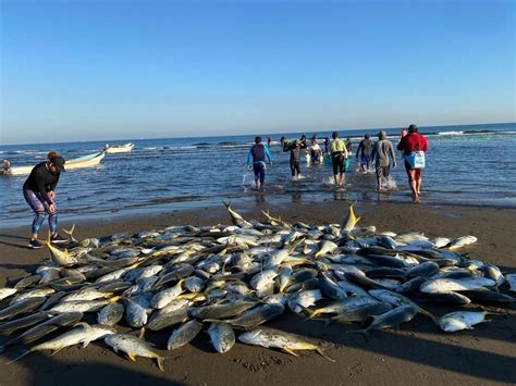 Pescadores De Coatzacoalcos Tienen Una Mañana Fructífera Crónica Del