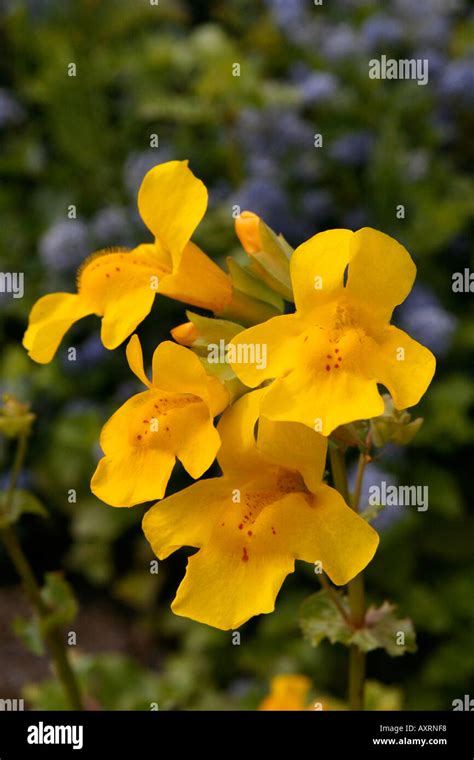 Yellow Monkeyflower Mimulus Guttatus Hi Res Stock Photography And