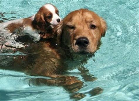 Why Dogs Love To Swim My Pool Guy