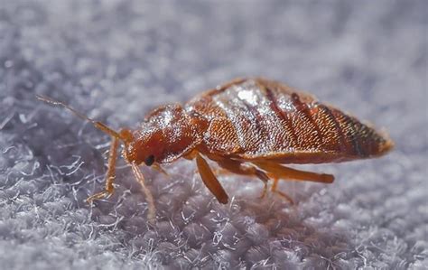 Tips For Properly Dealing With A Bed Bug Infestation In Wilmington
