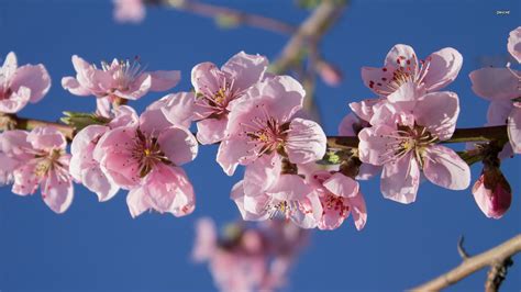 47 Peach Blossom Wallpaper Wallpapersafari