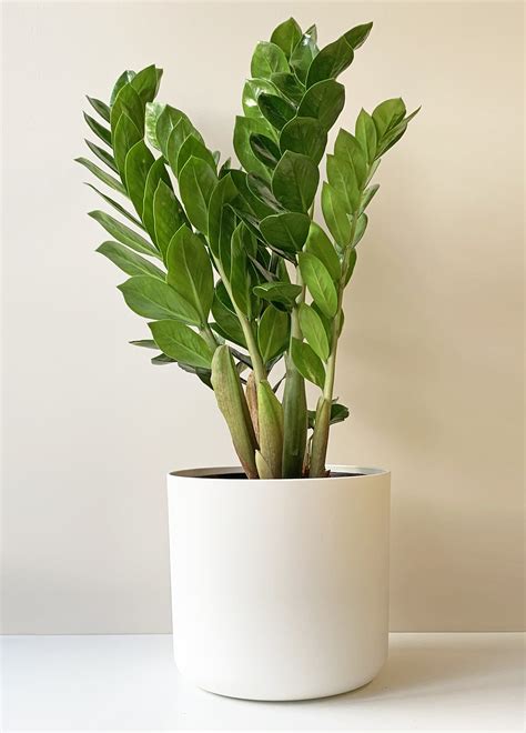 Zanzibar Gem Zamioculcas Zamiifolia Indoor Pot Plant The Plant