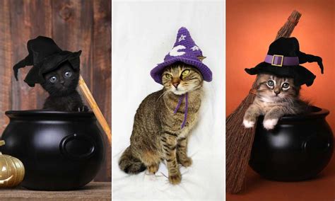Halloween Costumes For Cats 2021 From Bat Wings Vampire Capes Witch