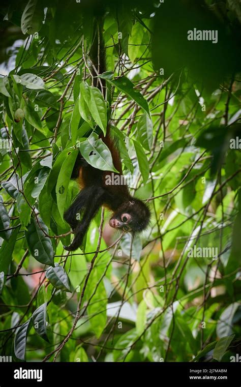 Ornate Spider Monkey Hi Res Stock Photography And Images Alamy