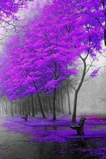 1345 Best Images About All Things Purplenature On Pinterest Deep
