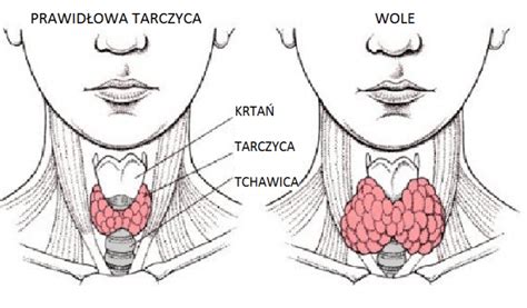 Czym jest diagnostyka chorób tarczycy labmedica pl