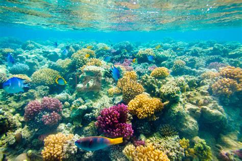 Tropical Coral Reef Red Sea Royalty Free Stock Image Stock Photos