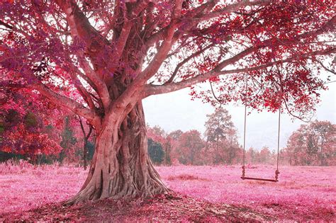 Swing On Pink Tree Photograph By Auttapon Moonsawad